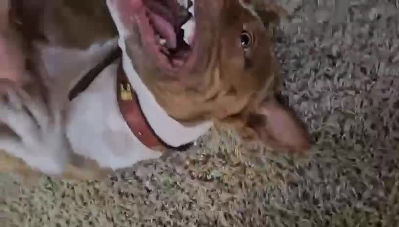 Mixed Breed dogs for sale: Urgent Home needed for Duke - Video 3