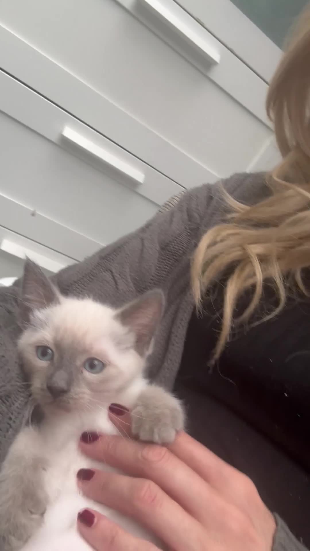 Ragdoll cats for sale: Ragdoll Kittens - Video 1