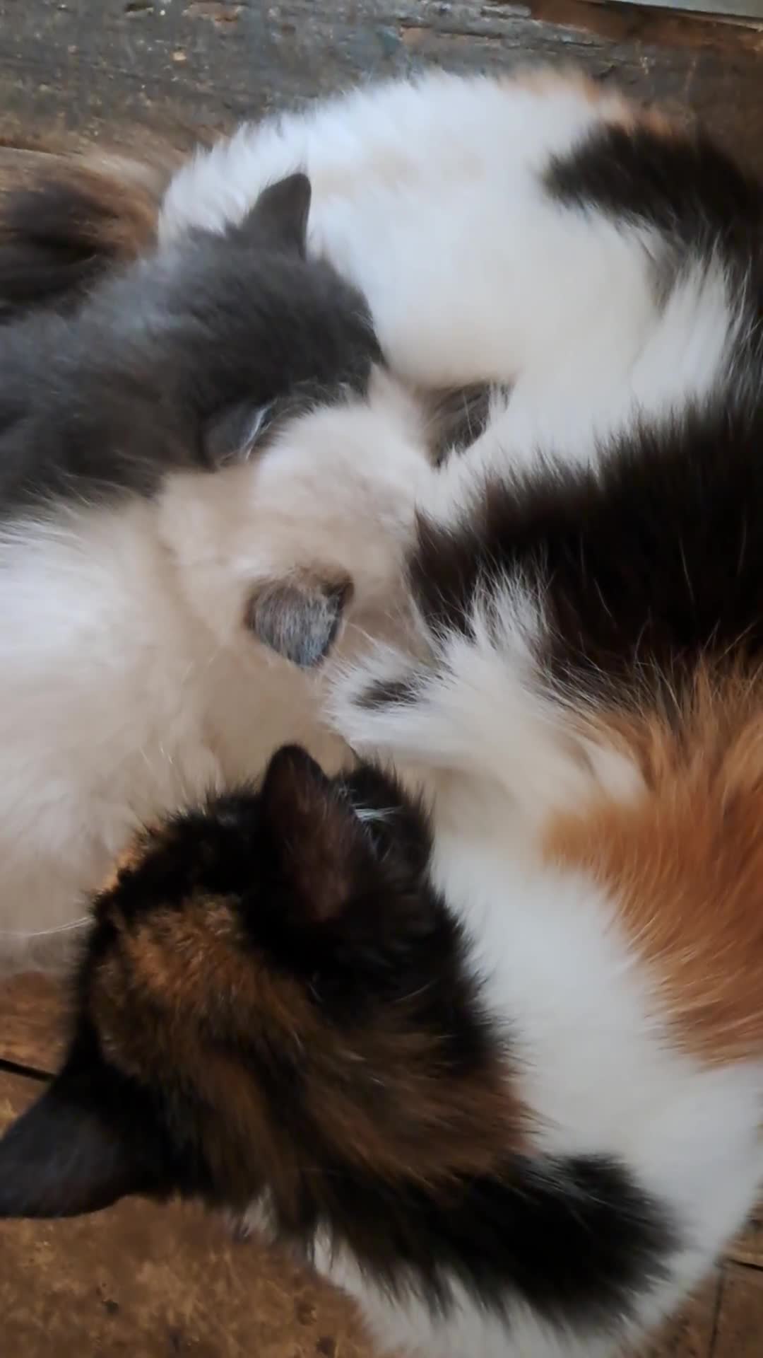 Ragdoll cats for sale: One baby seal tip ragdoll remaining - Video 1