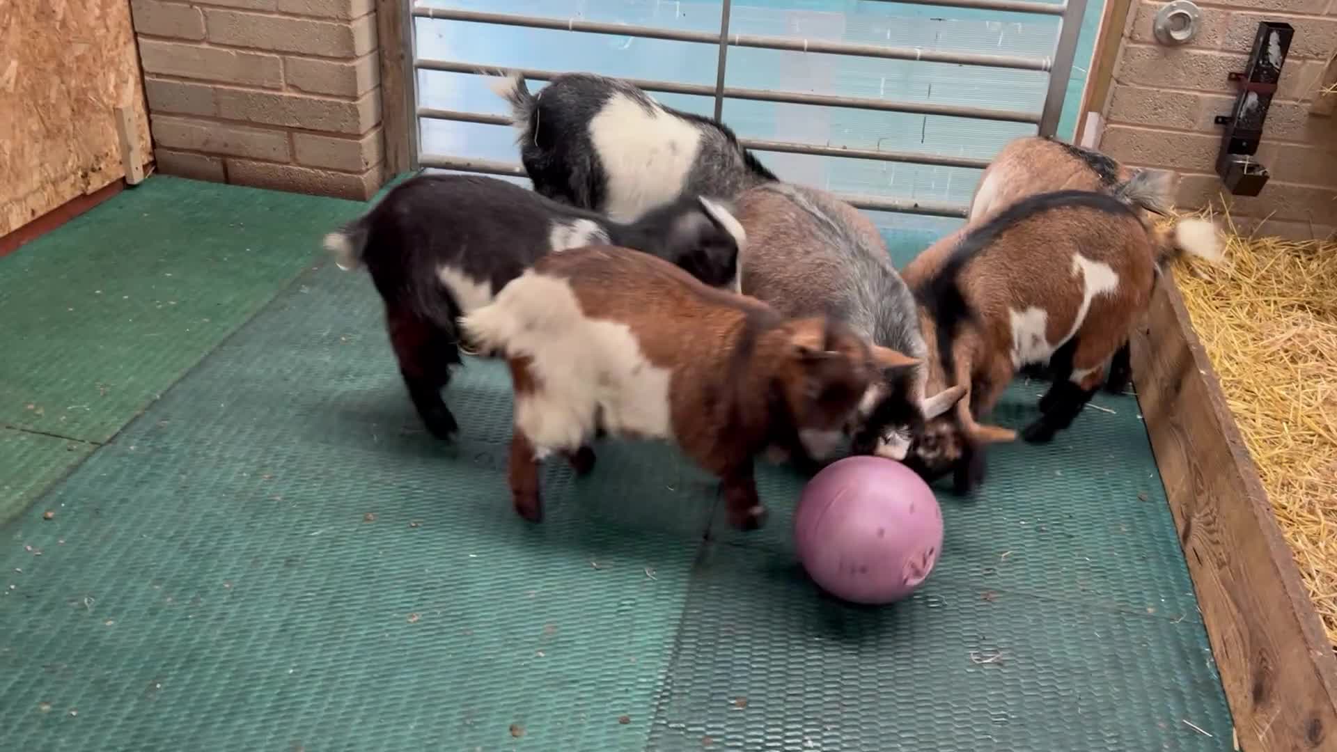 Goats livestock for sale: Pygmy goats, disbudded nanny’s  - Video 1