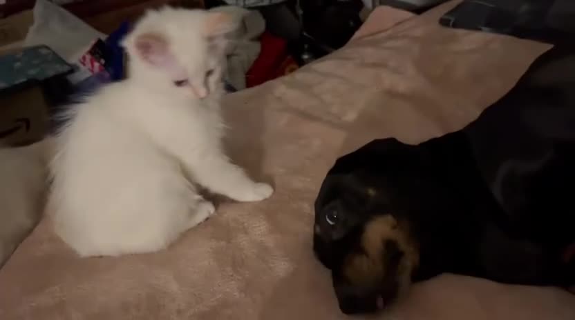 Ragdoll cats for sale: 4 Ragdoll Kittens - Video 1