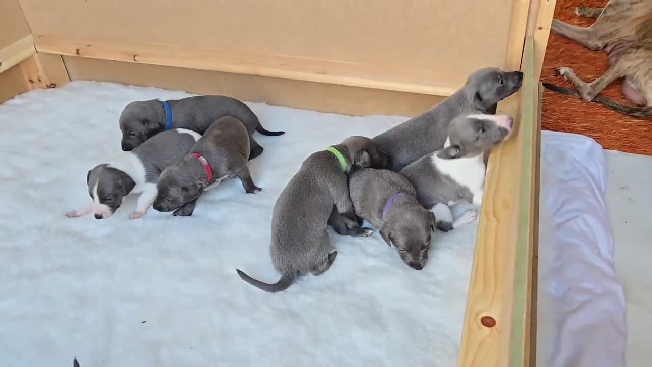 Whippet dogs for sale: 8 beautiful blue KC registered whippet pups  - Video 1