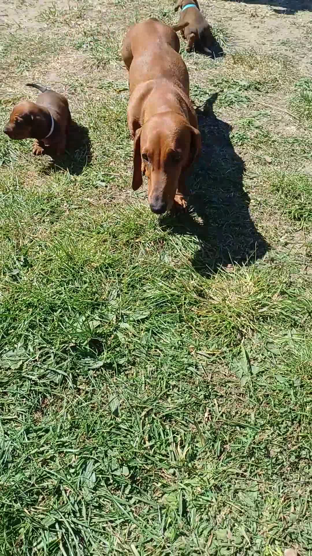 Dachshund dogs for sale: OUTSTANDING KC reg, smooth,standard dachshund  - Video 1