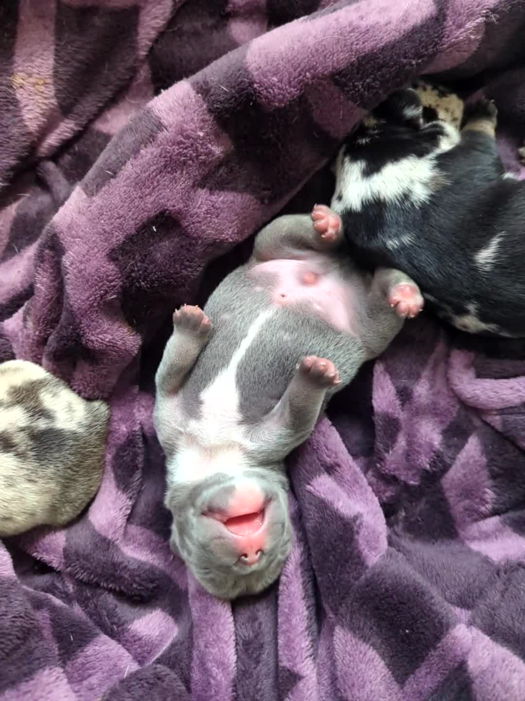 French Bulldog dogs for sale: French bulldogs for sale in Livingston - Video 1