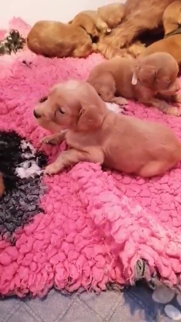 Irish Doodle dogs for sale: Stunning mahogany red Irish doodles READY NOW   - Video 1