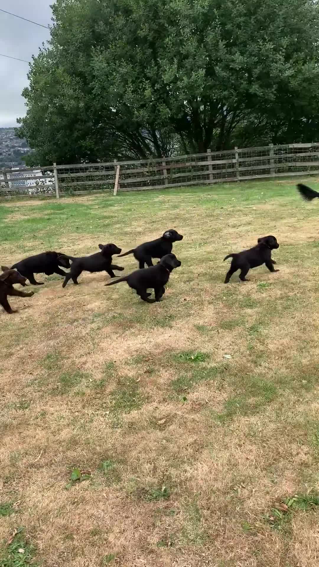 Flat coated Retriever dogs for sale: Stunning Flat Coated Retriever Pups - Video 1