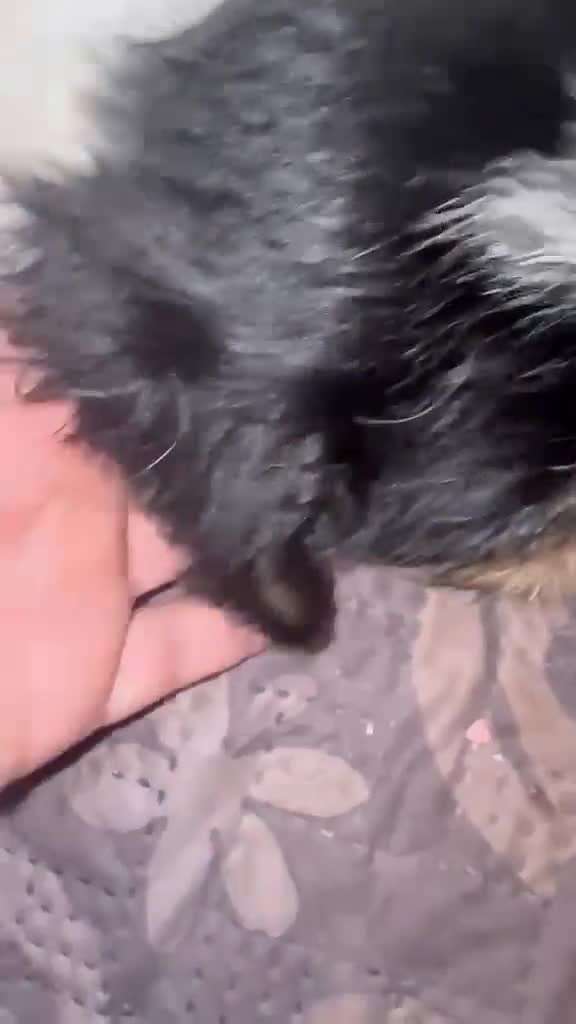 Mixed Breed dogs for sale: Jackapoochon mixed breed - Video 2