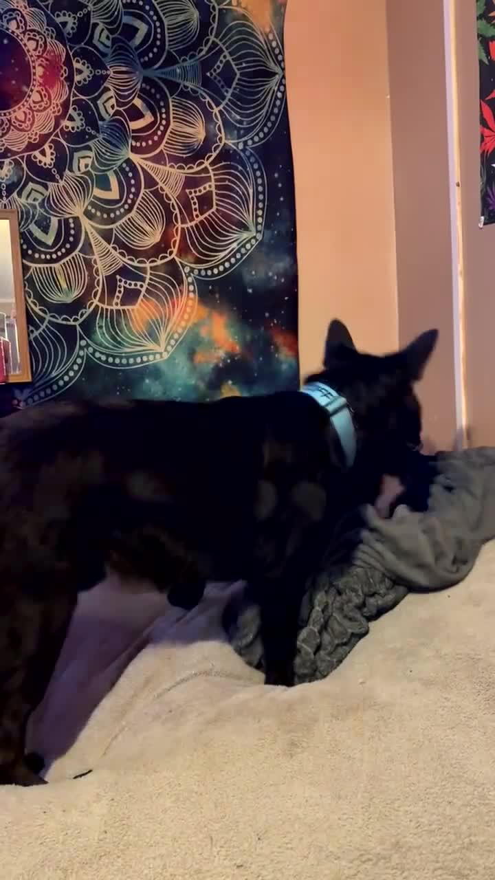 German Shepherd dogs for stud: Purebred GSD Male For *STUD*  in St Albans - Video 1