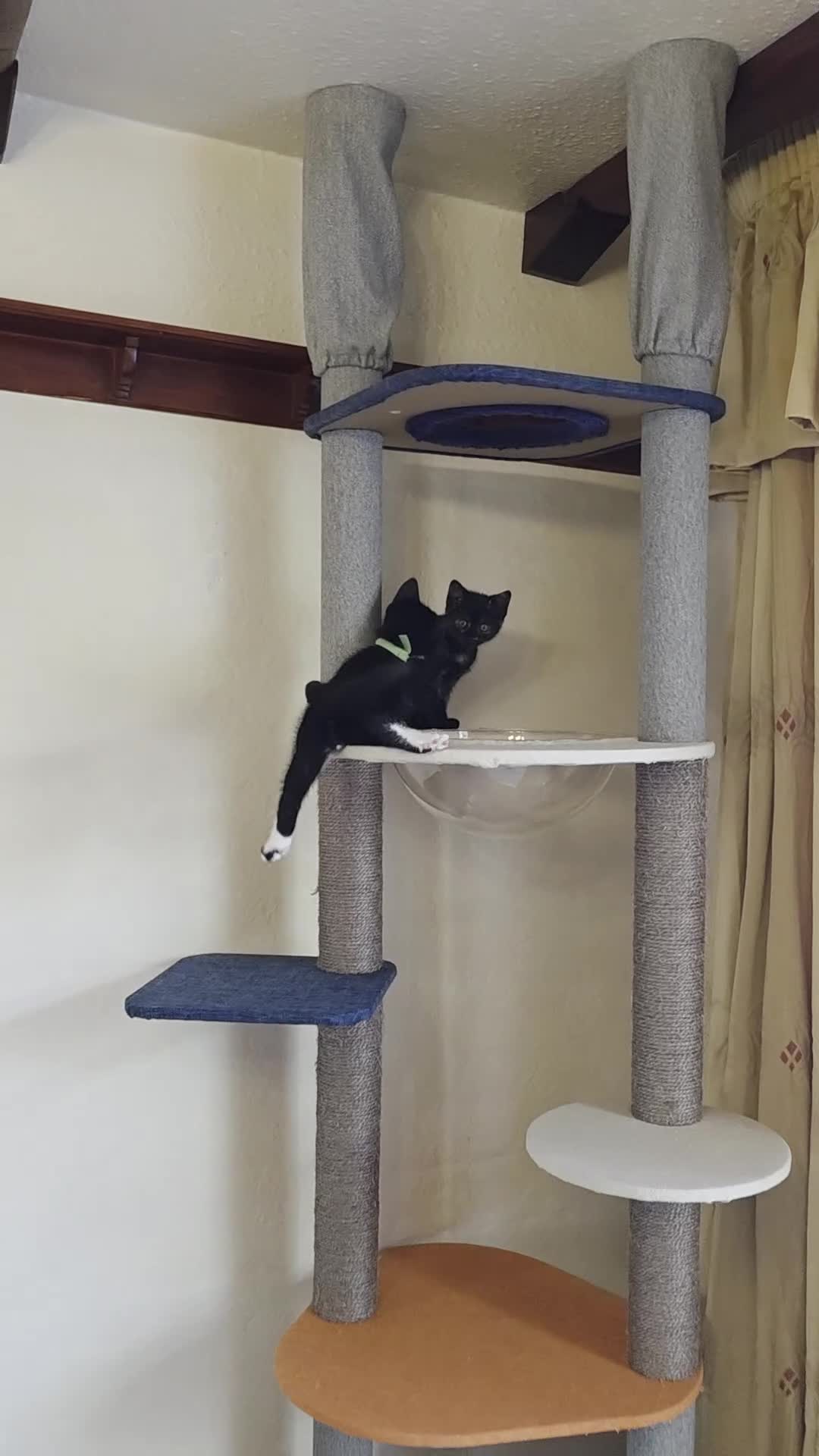 Domestic Shorthair cats for sale: Adorable Male Kitten for Sale 🐾 - Video 2