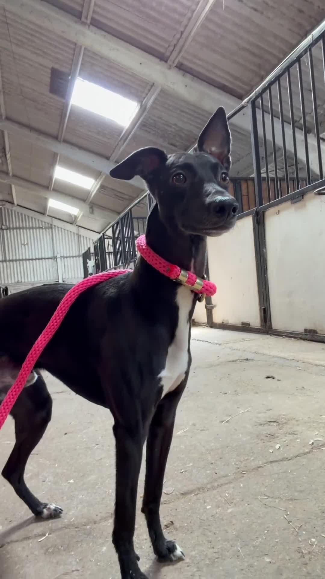 Whippet dogs for stud: Jett Black - Video 4