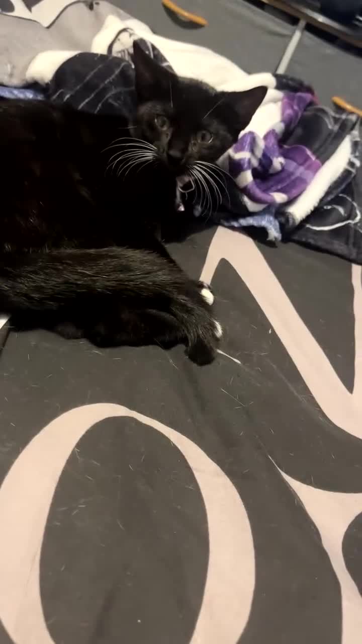 Mixed Breed cats for sale: AVAILABLE NOW kitten for sale - Video 1
