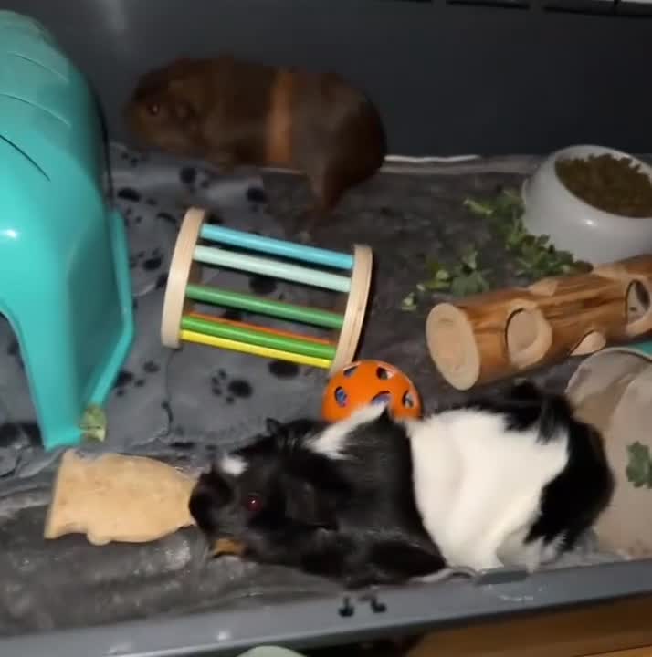 Guinea Pig rodents for sale: Female guinea pig pair (must stay together) - Video 1