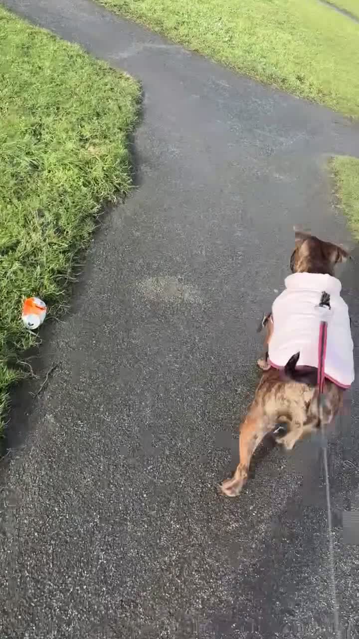 Mixed Breed dogs for sale: Roxy Cane corso cross staffy - Video 1