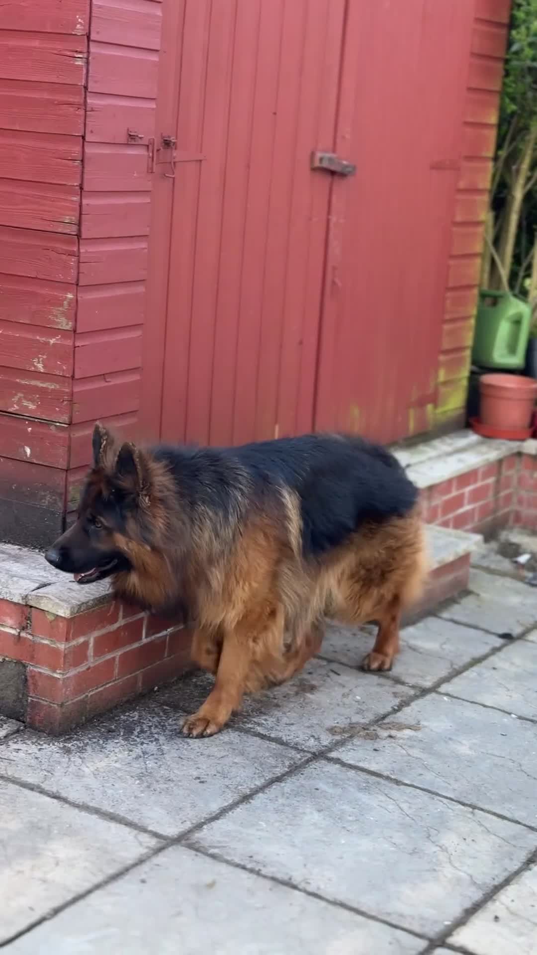 German Shepherd dogs for sale: German Shepherd Dog - Video 1