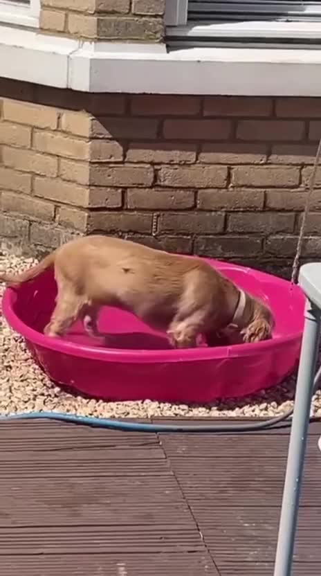 Cocker Spaniel dogs for sale: 6 Month Old Cocker Spaniel in Cambridge - Video 1