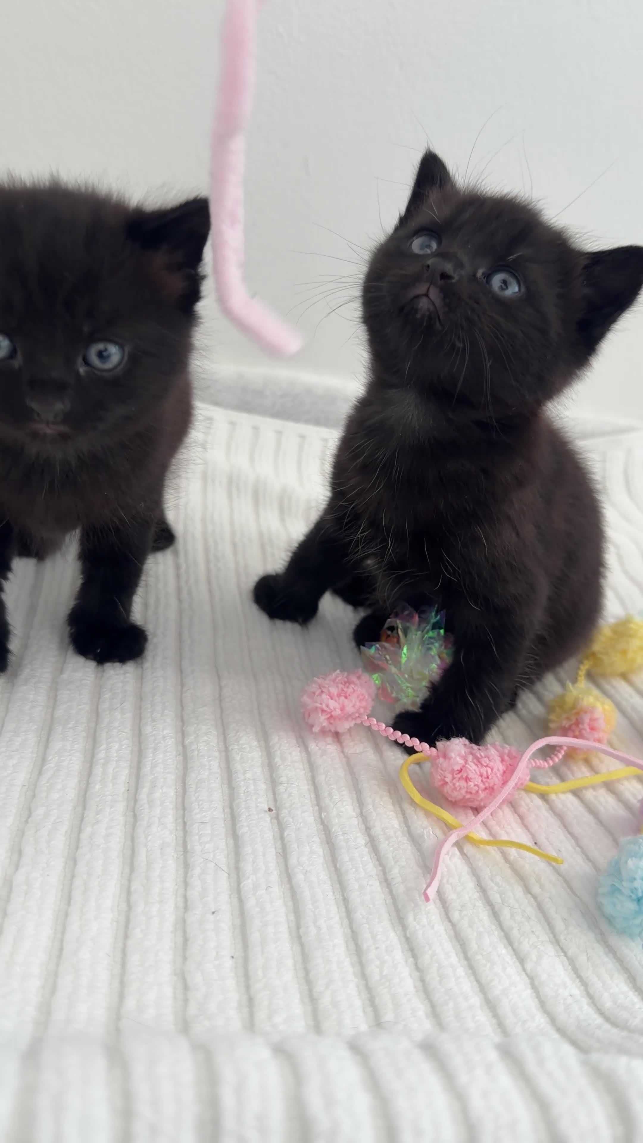 Mixed Breed cats for sale: Adorable Friendly Male Kittens🐈‍⬛🤍 - Video 2