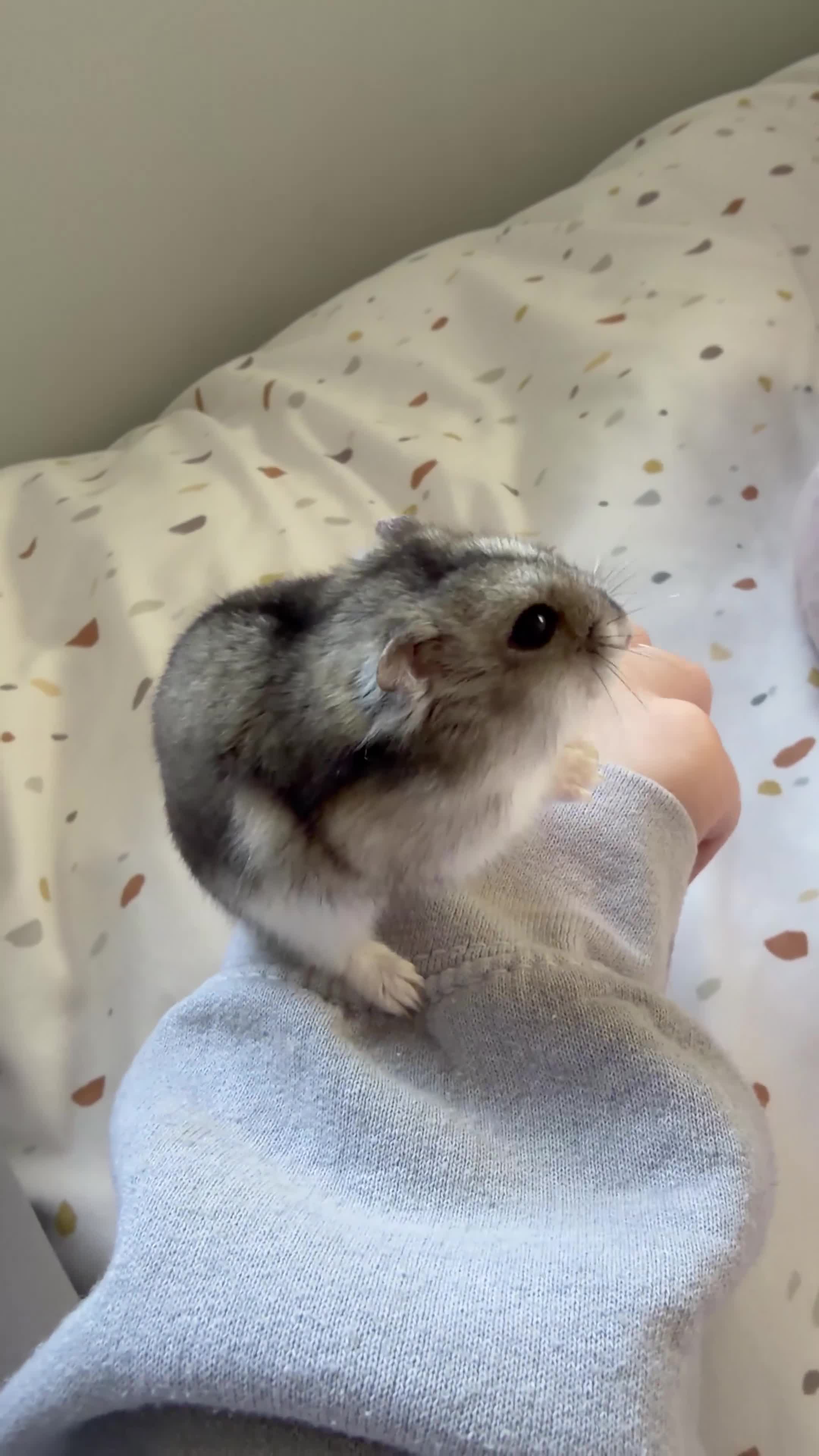 Hamster rodents for sale: male hamster. cage and accessories  - Video 5