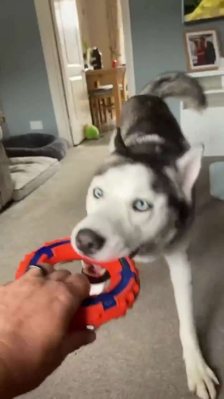 Siberian Husky dogs for sale: Buzz..... - Video 1