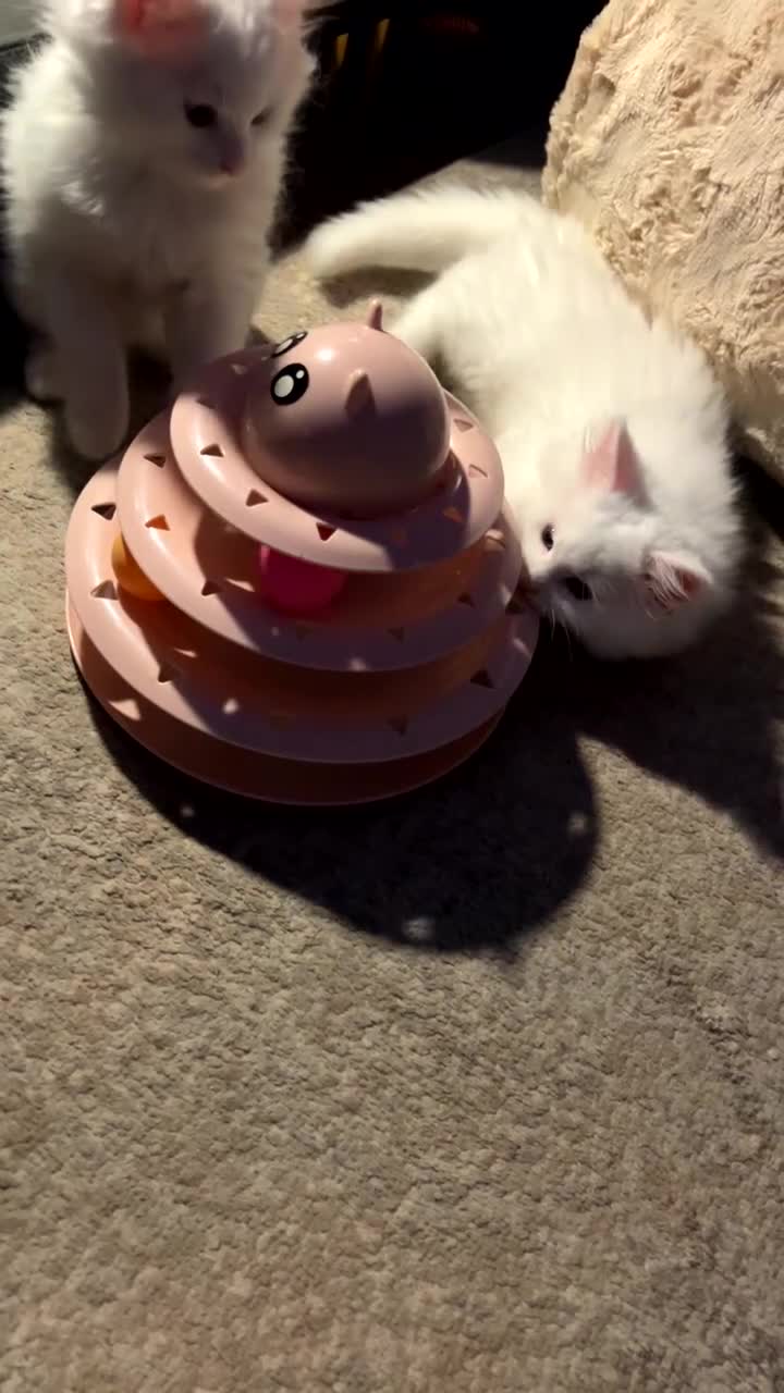 Maine Coon cats for sale: 2 odd eye male Mainecoon and 1 female smoke kitten - Video 4