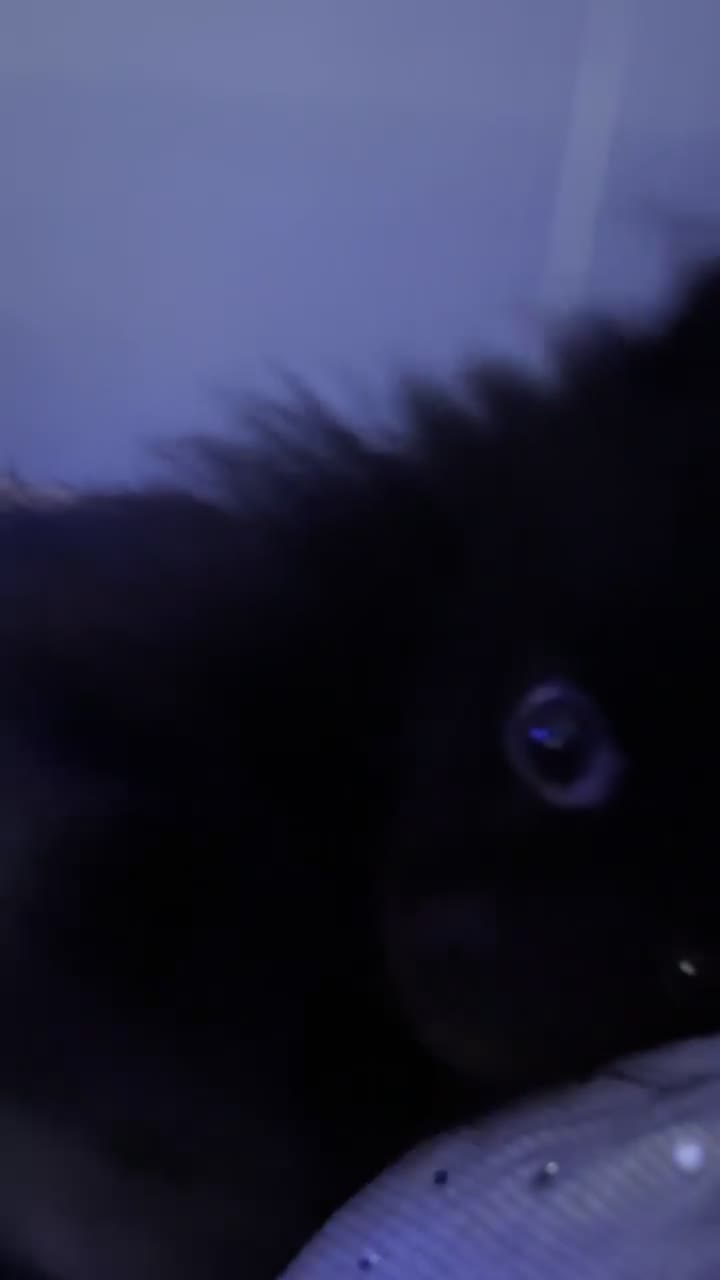 Pomeranian dogs for sale: Male Teddy Pom for rehoming  - Video 1
