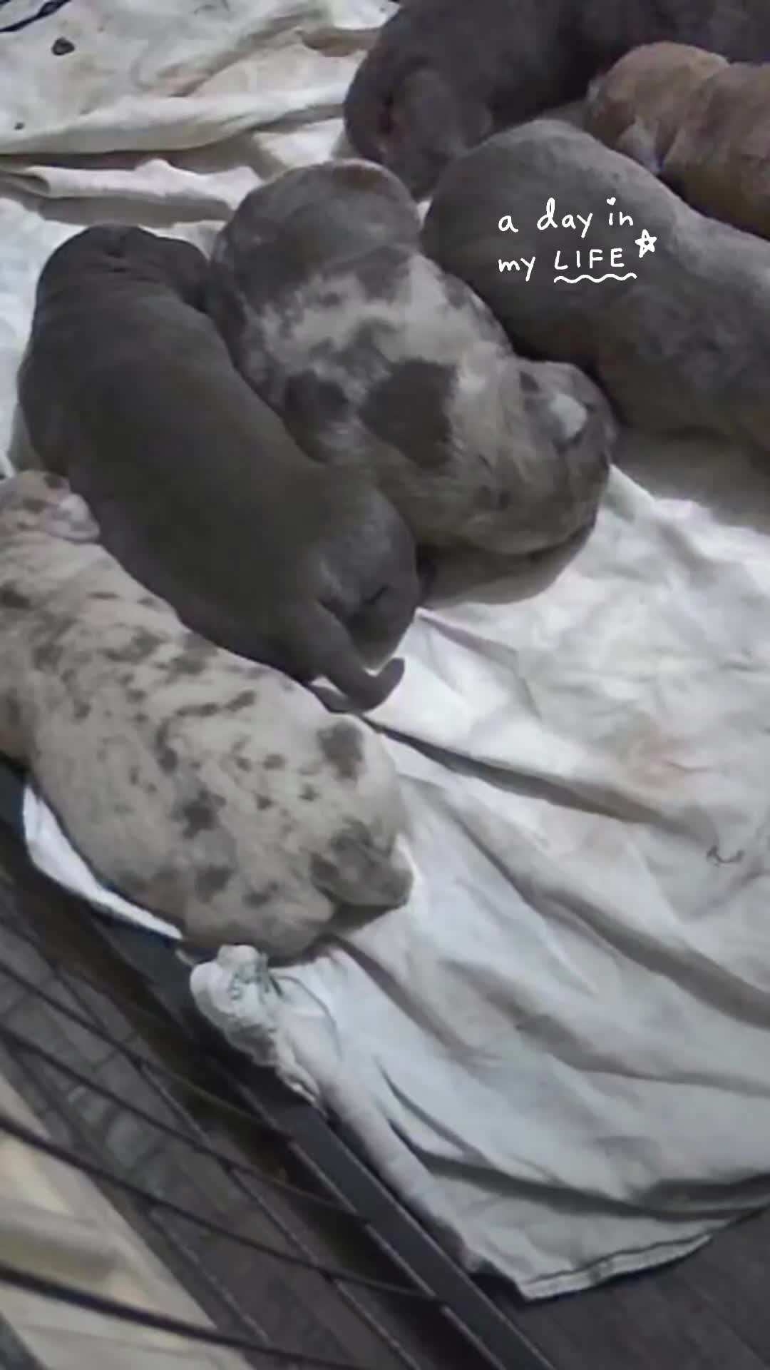 American Bull Staffy dogs for sale: American staff pups - Video 4