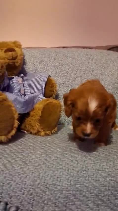 Cavapoo dogs for sale: 3 gorgeous Cavapoo puppies  - Video 3