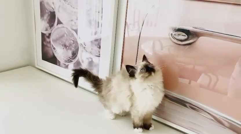 Ragdoll cats for sale: GCCF REGISTERED RAGDOLL FEMALE KITTEN - Video 4