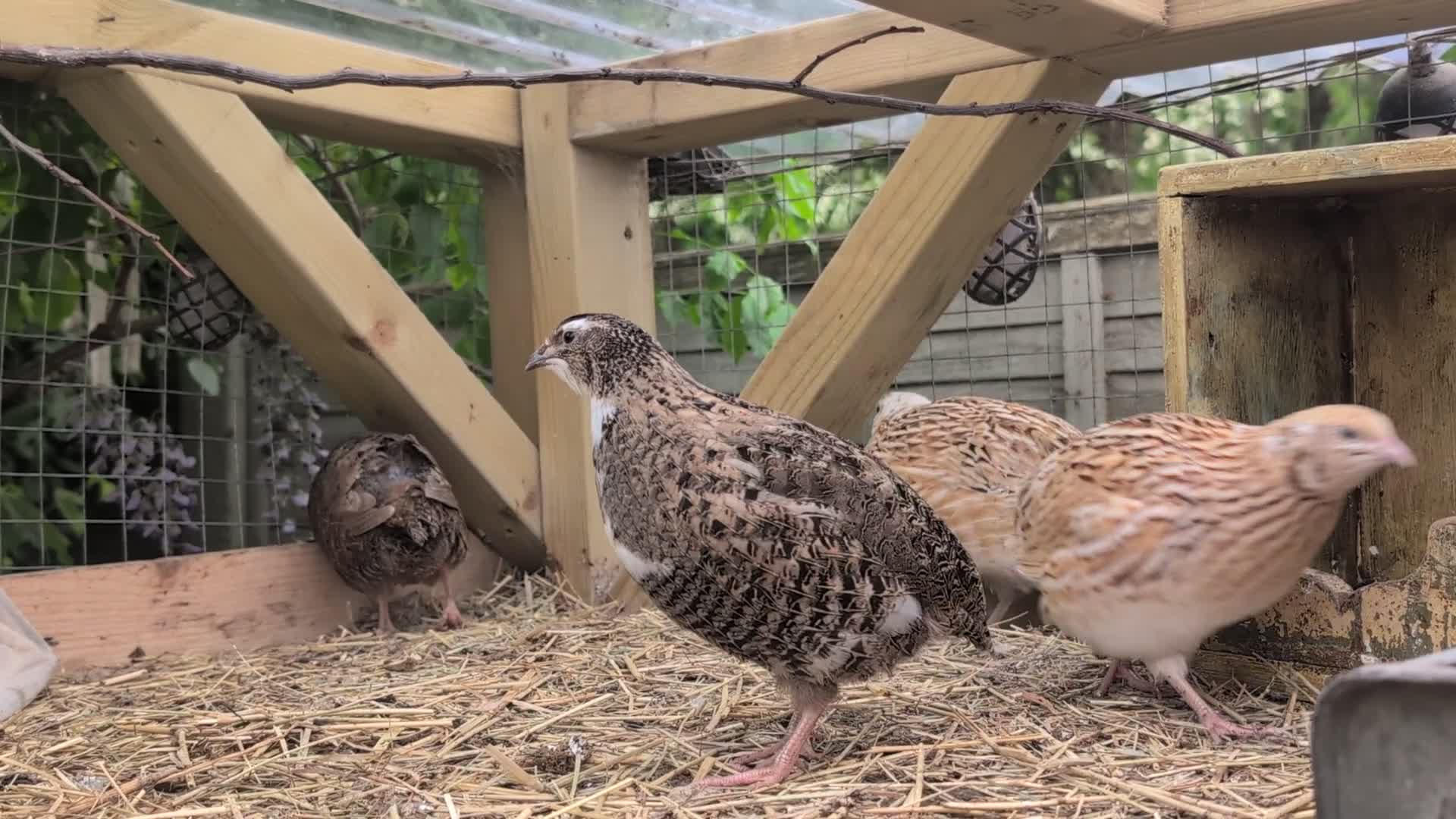 Mixed Breed birds for sale: Female Qauil - Video 1