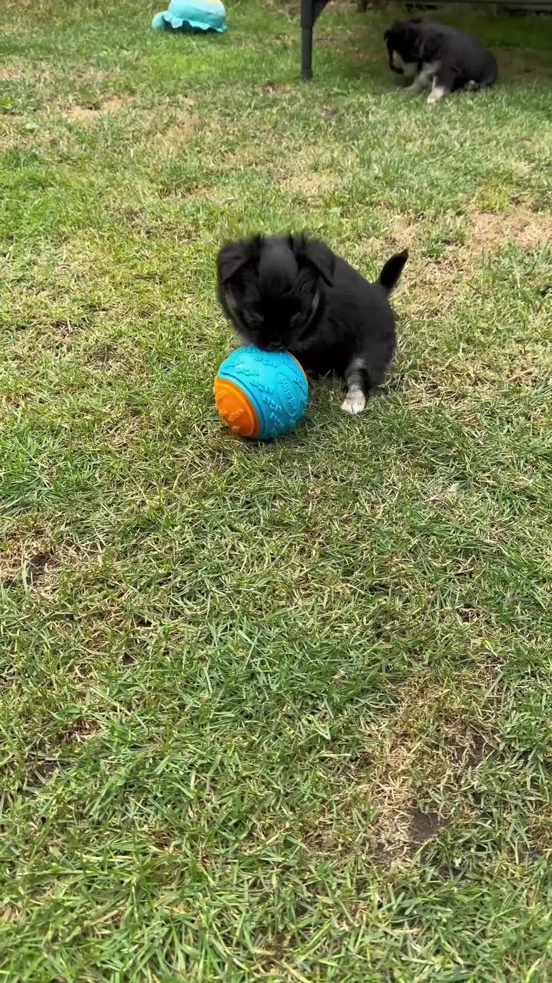 Chihuahua dogs for sale: KC long coat quality chihuahua Licensed breeder - Video 1