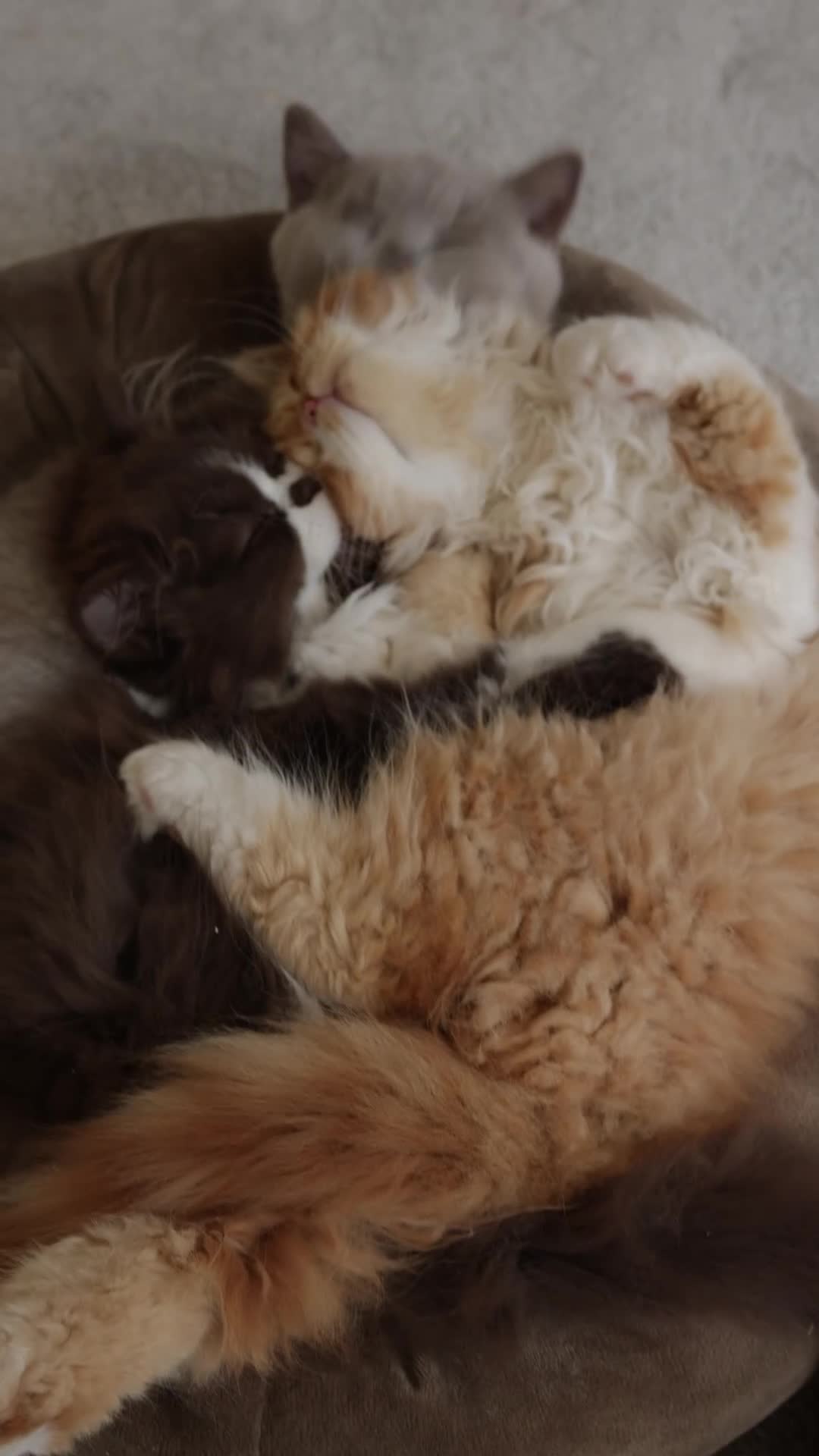 British Longhair cats for sale: Beautiful British Longhair Boy – Leo❤️ - Video 1