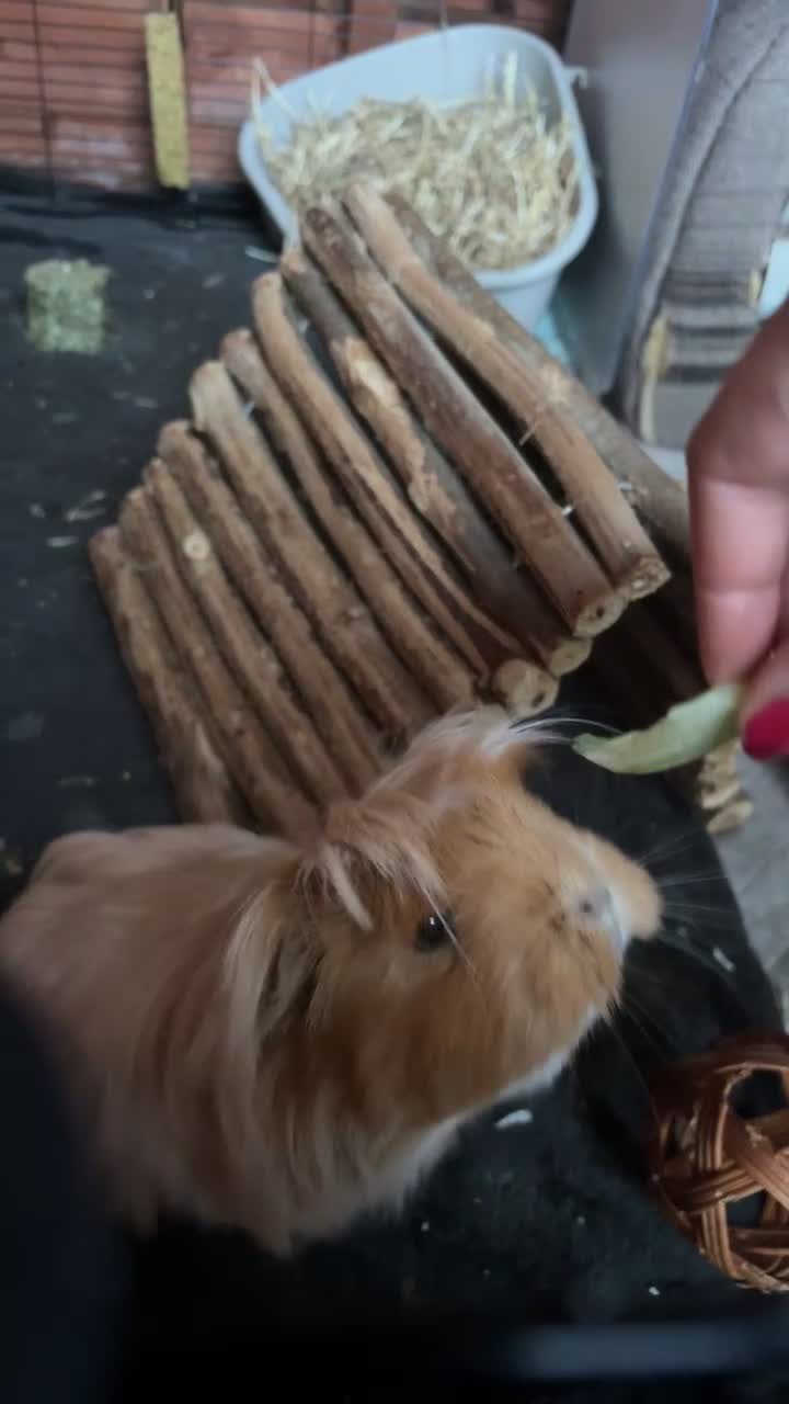 Guinea Pig rodents for sale: 3 female guinea pigs for sale (set up included) - Video 4
