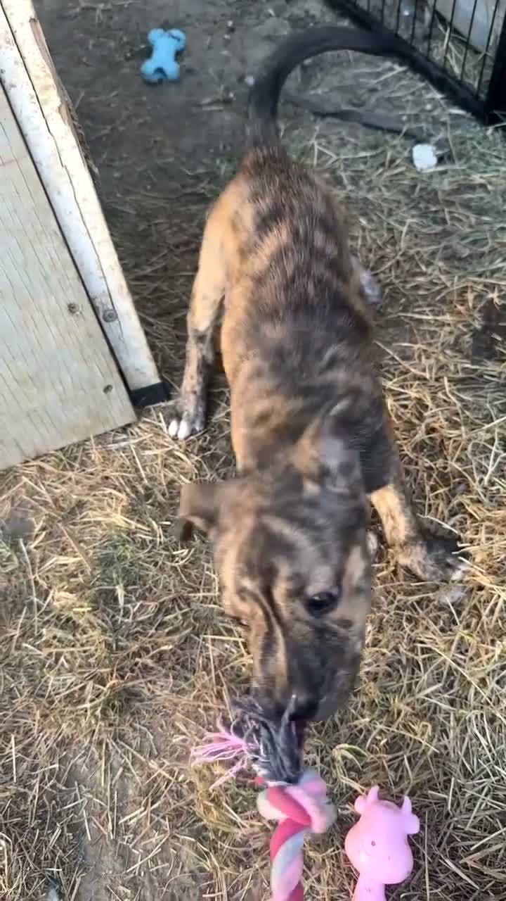 Mixed Breed dogs for sale: Mixed breed pups in Harrow - Video 1