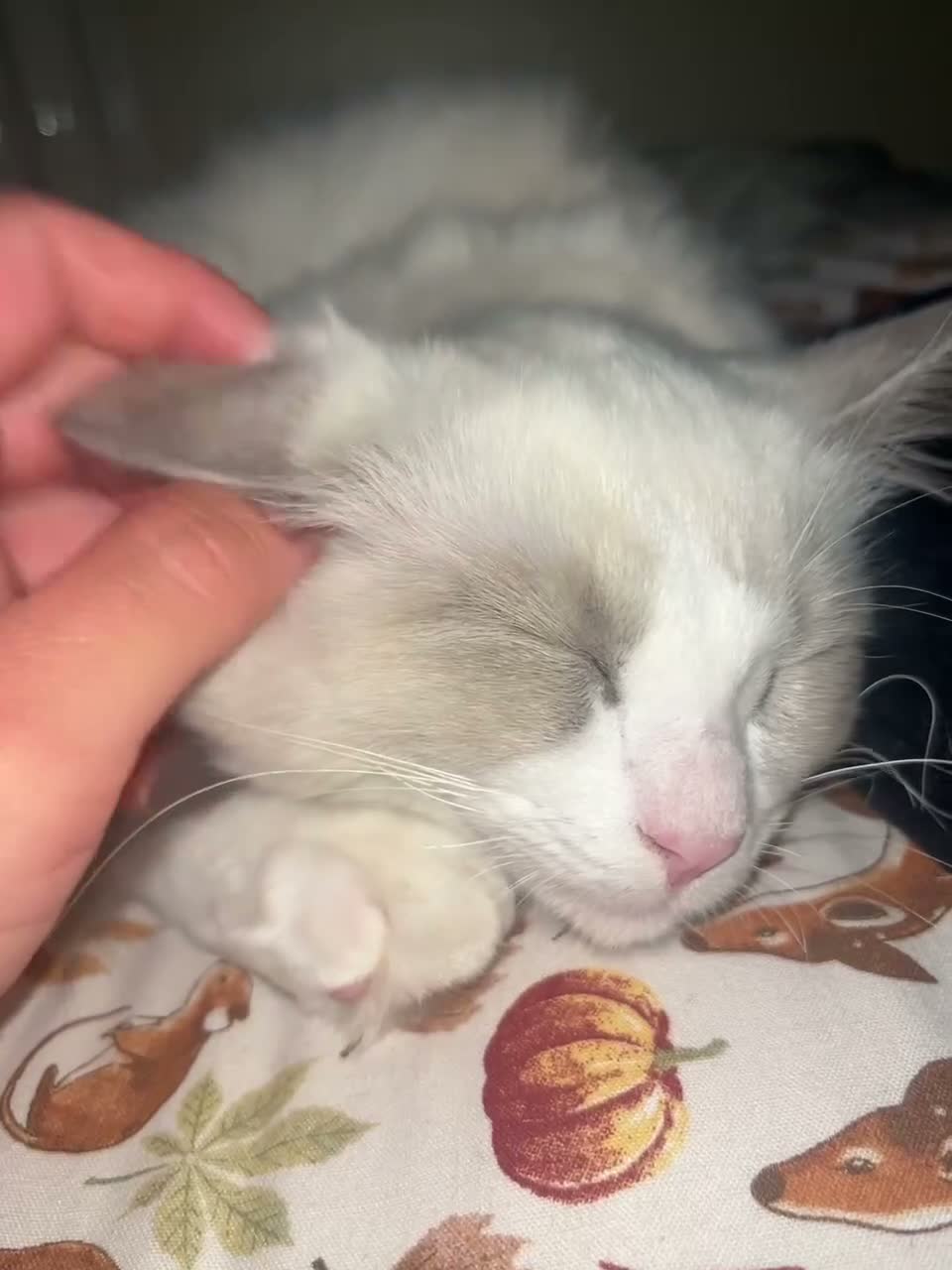 Ragdoll cats for sale: Blue BiColour Ragdoll Male Kitten  - Video 1