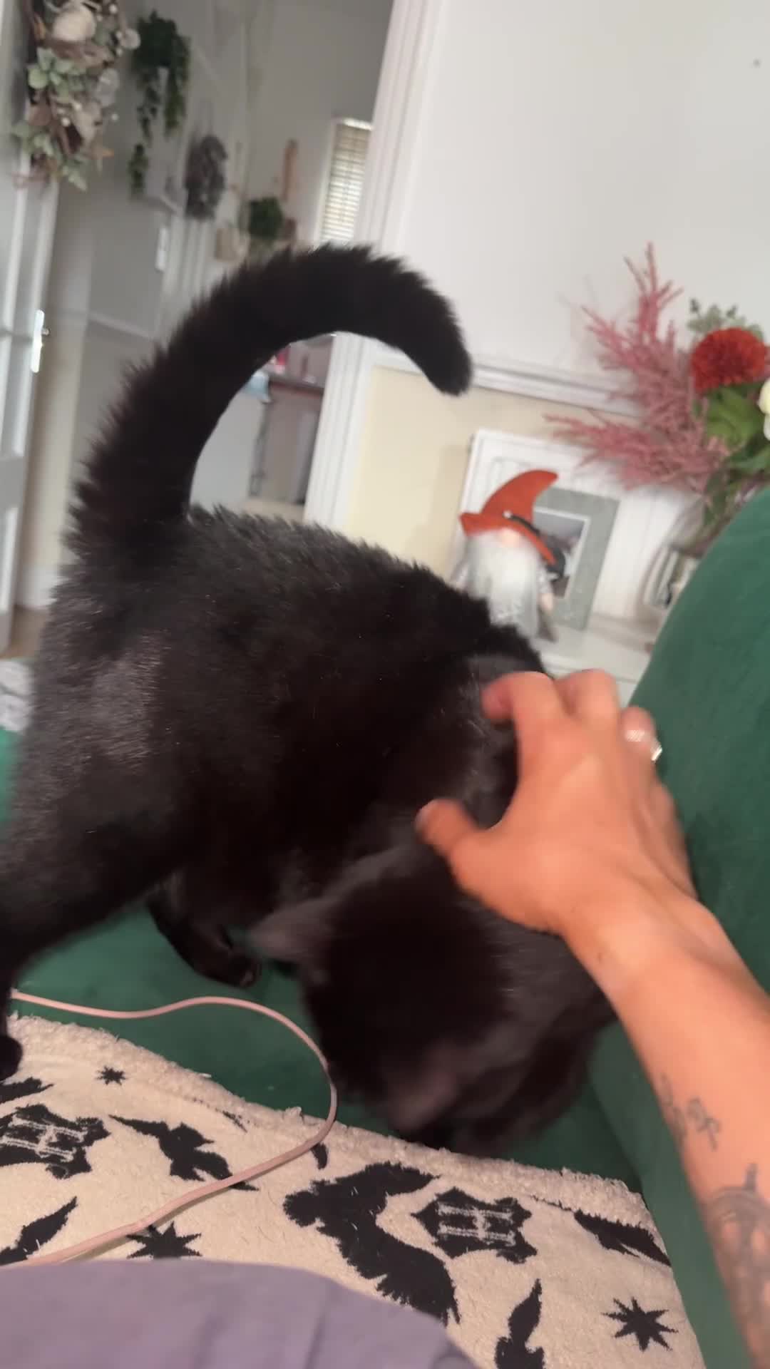 Mixed Breed cats for sale: Luna  - Video 3