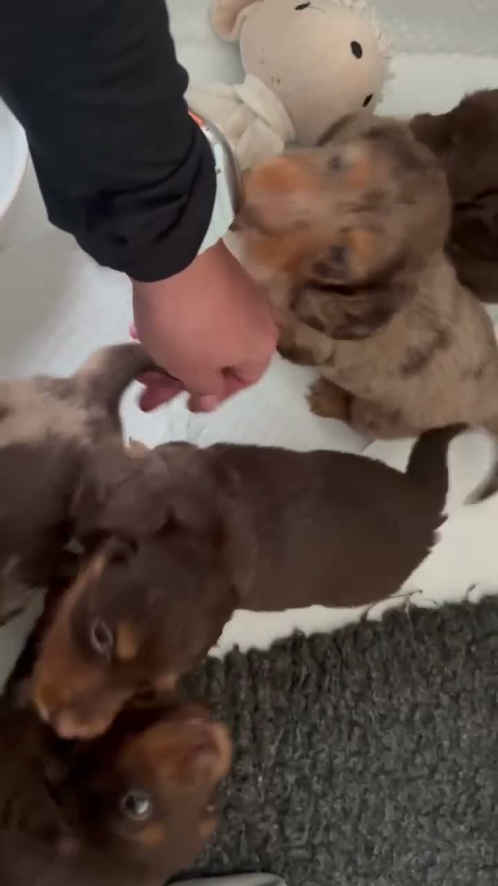 Miniature Dachshund dogs for sale: KC reg Mini long haired dachshunds  in Nottingham - Video 1
