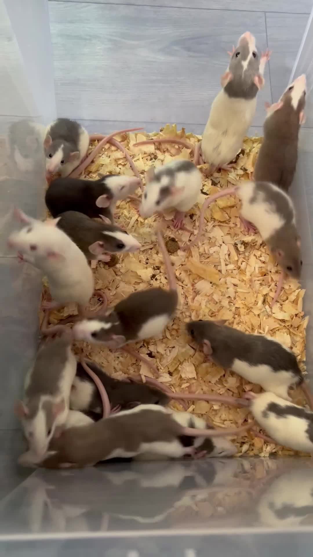 Rat rodents for sale: Dumbo Rats Fancy Rats Female  - Video 1