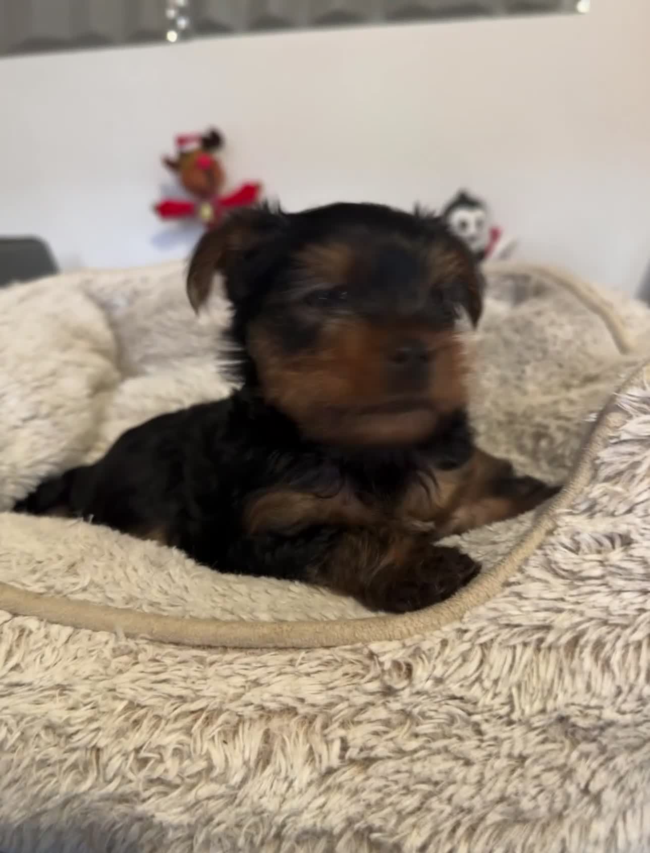 Yorkshire Terrier dogs for sale: Beautiful Yorkshire Terrier Puppies - Video 2