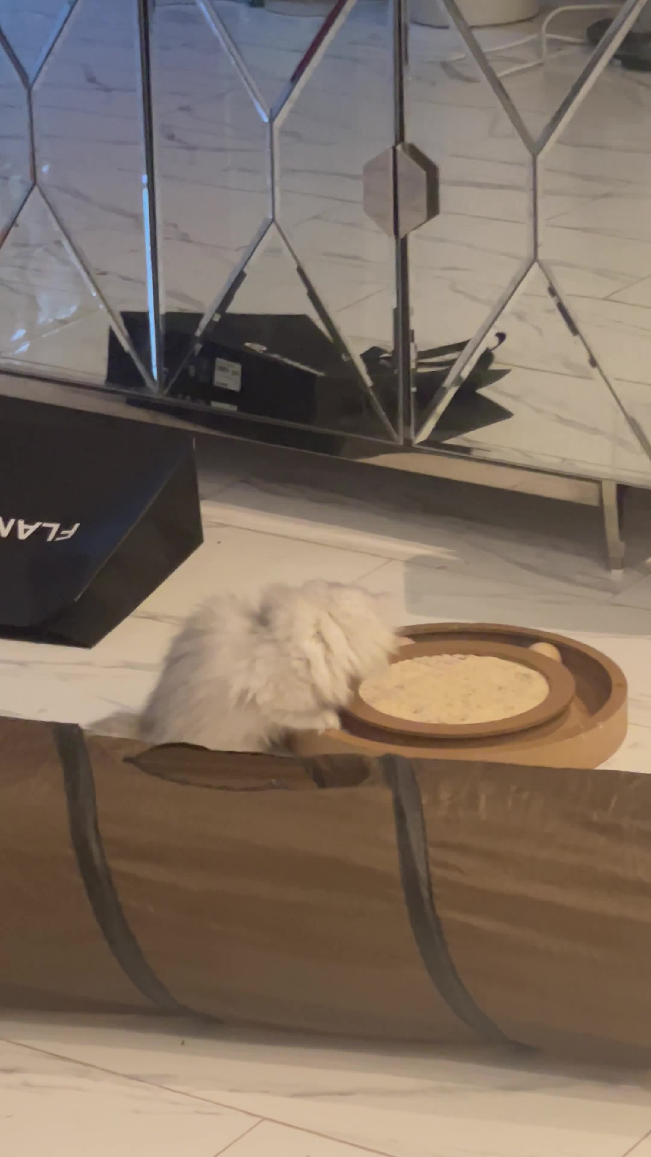 Persian cats for sale: Silver Persian chinchilla kitten - Video 4