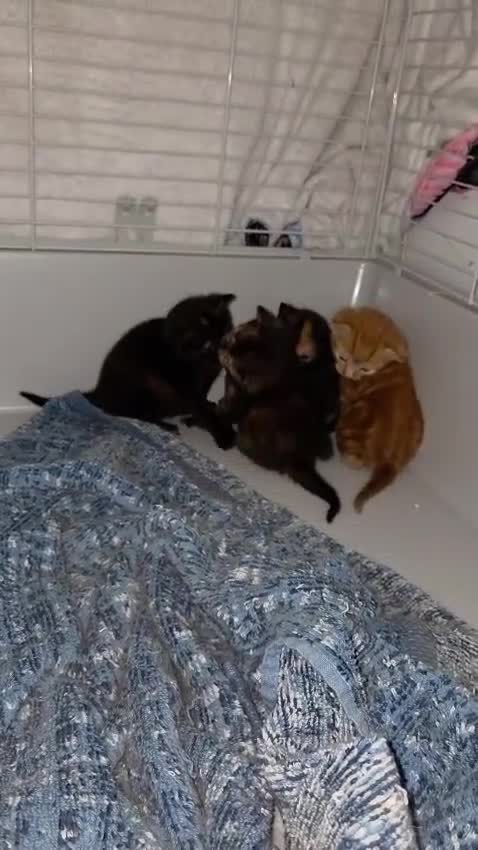 British Shorthair cats for sale: 4 beautiful mixed colour - Video 1