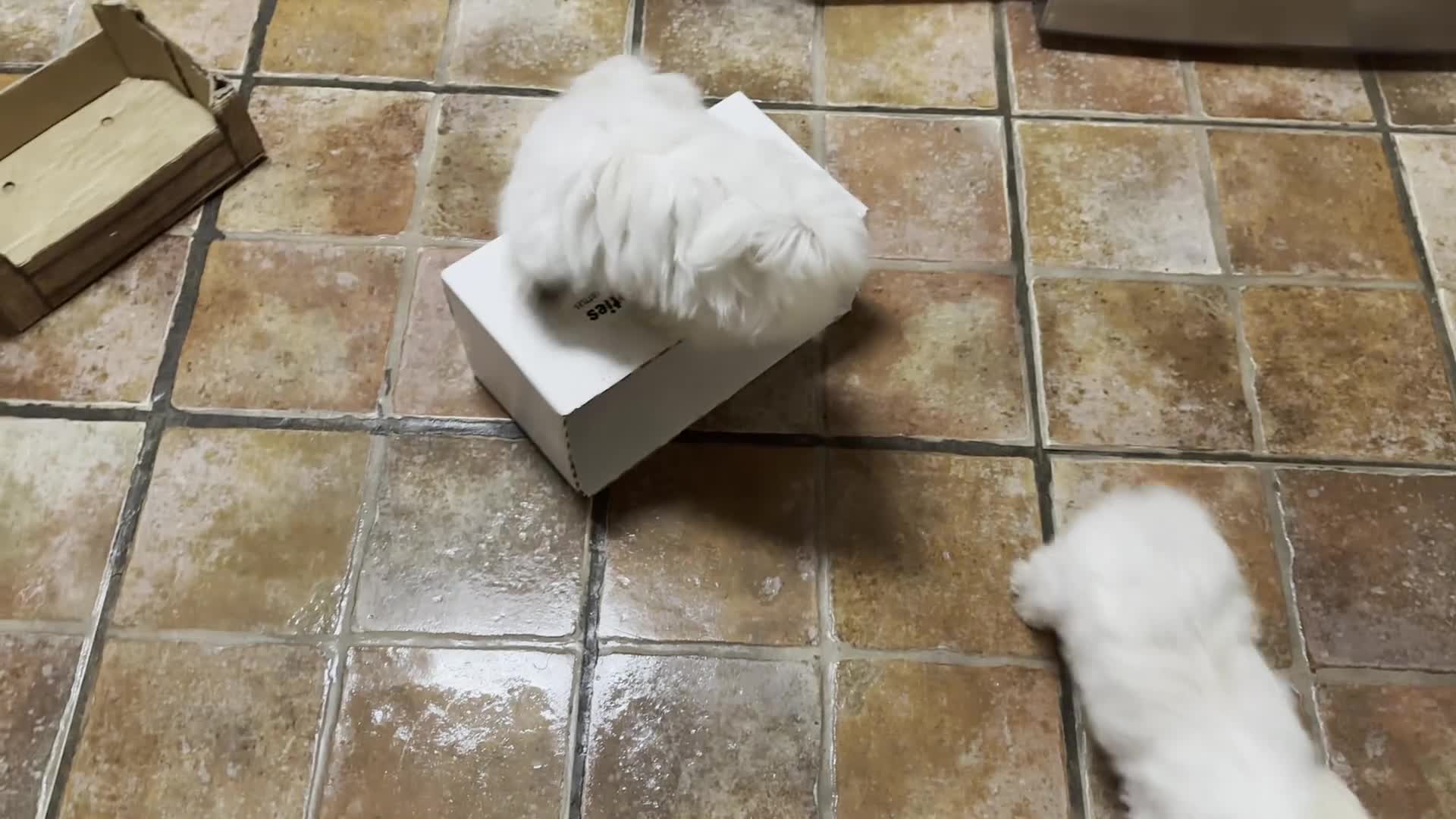 Maltese dogs for sale: Stunning Maltese puppies, K.C. registered - Video 2