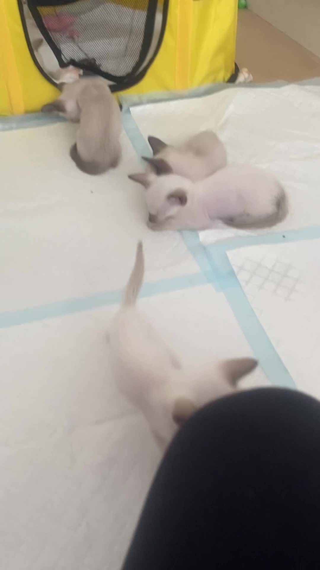 Siamese cats for sale: 🤩🐱Beautiful Siamese kittens for sale🐱⚡️ - Video 2