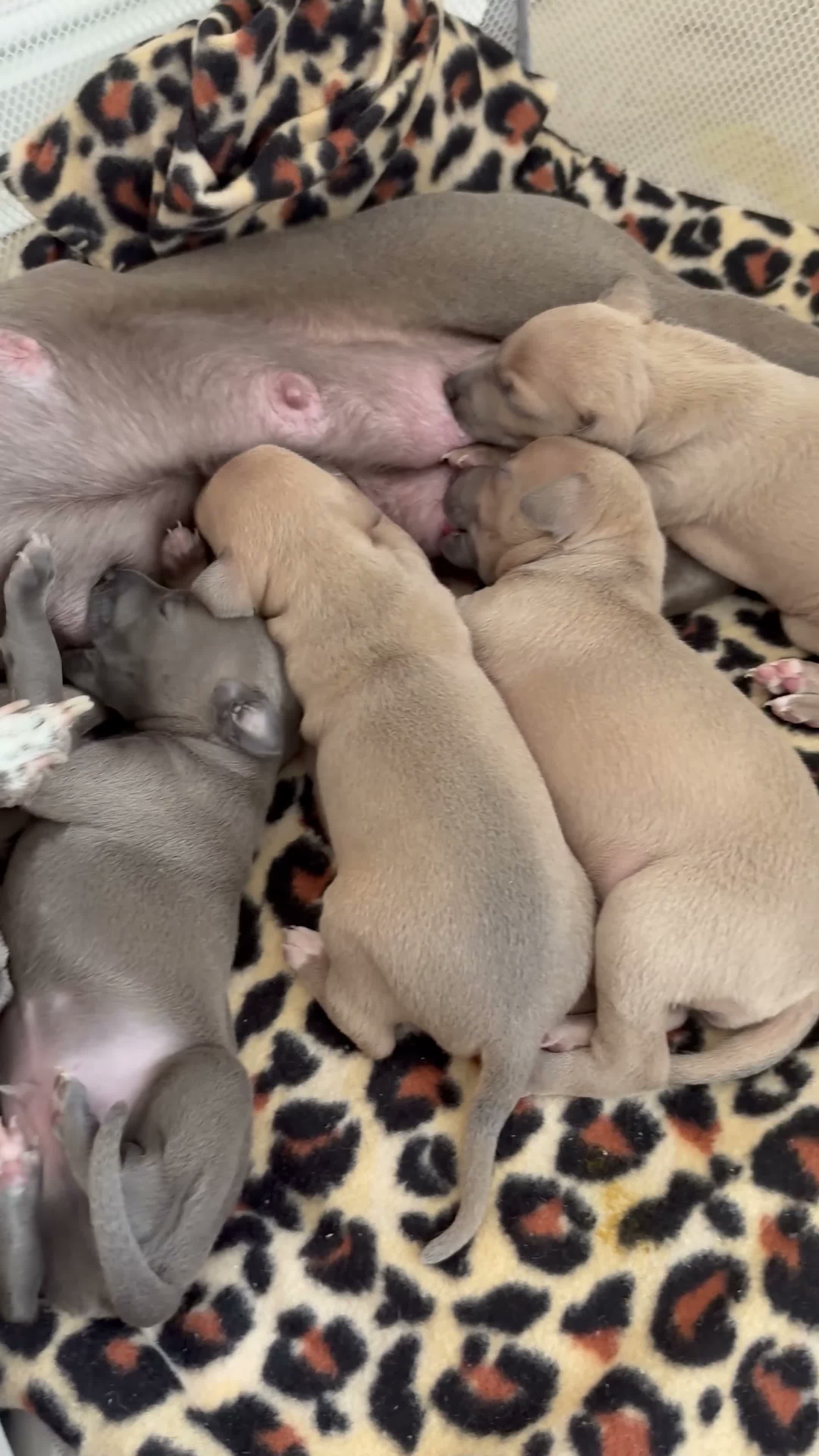 Italian Greyhound dogs for sale: KC Registered Italian Greyhound Puppies  in Carlisle - Video 1