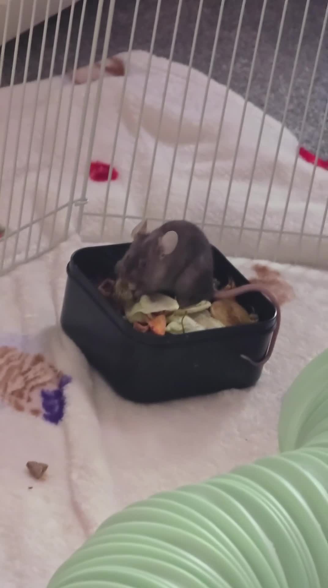 Mouse rodents for sale: Trio of Female mice - Video 1