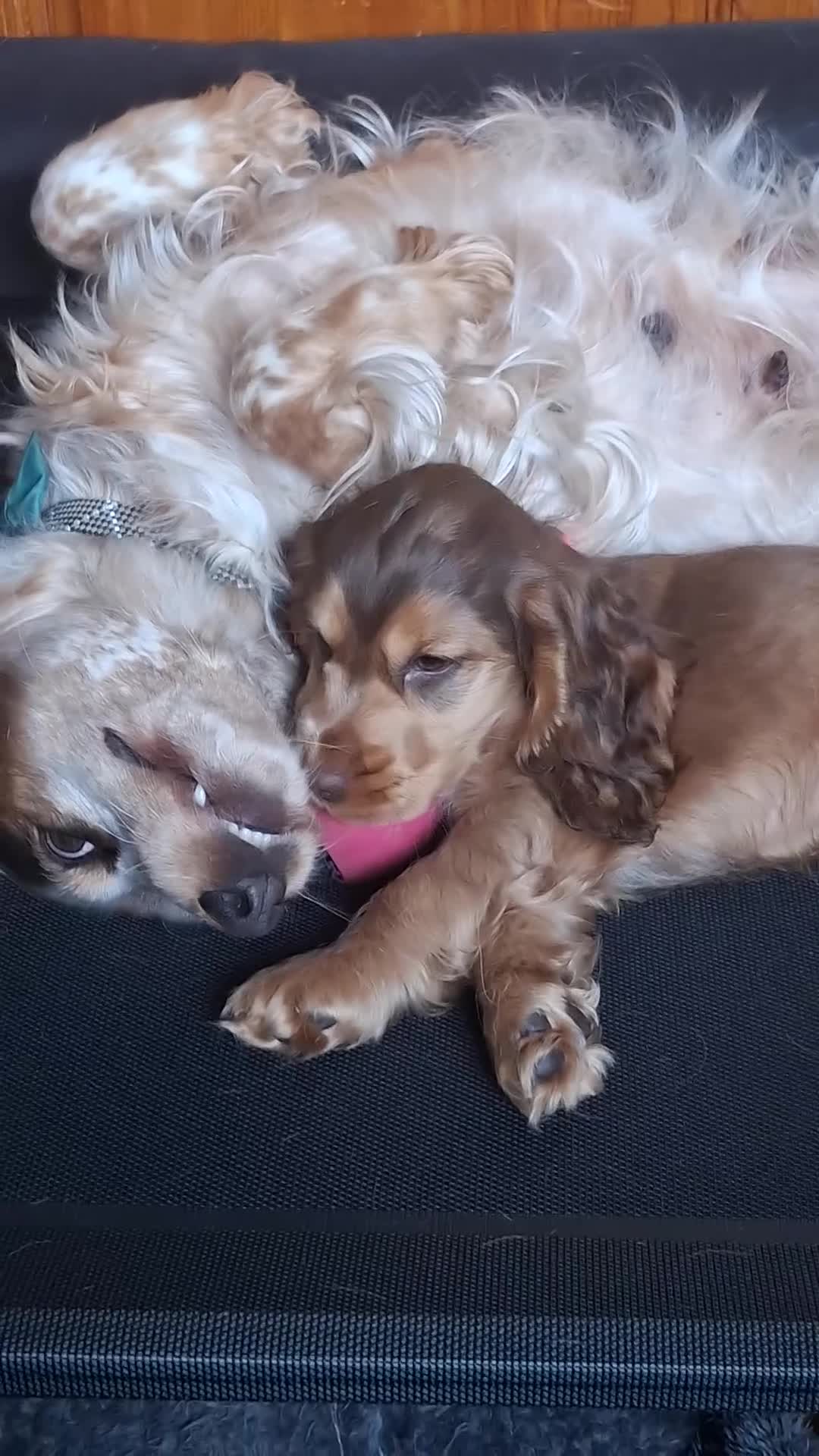 Cocker Spaniel dogs for sale: One GIRL AVAIL🔥 KC REG. SHOW TIPE COCKER SPANIEL  - Video 1