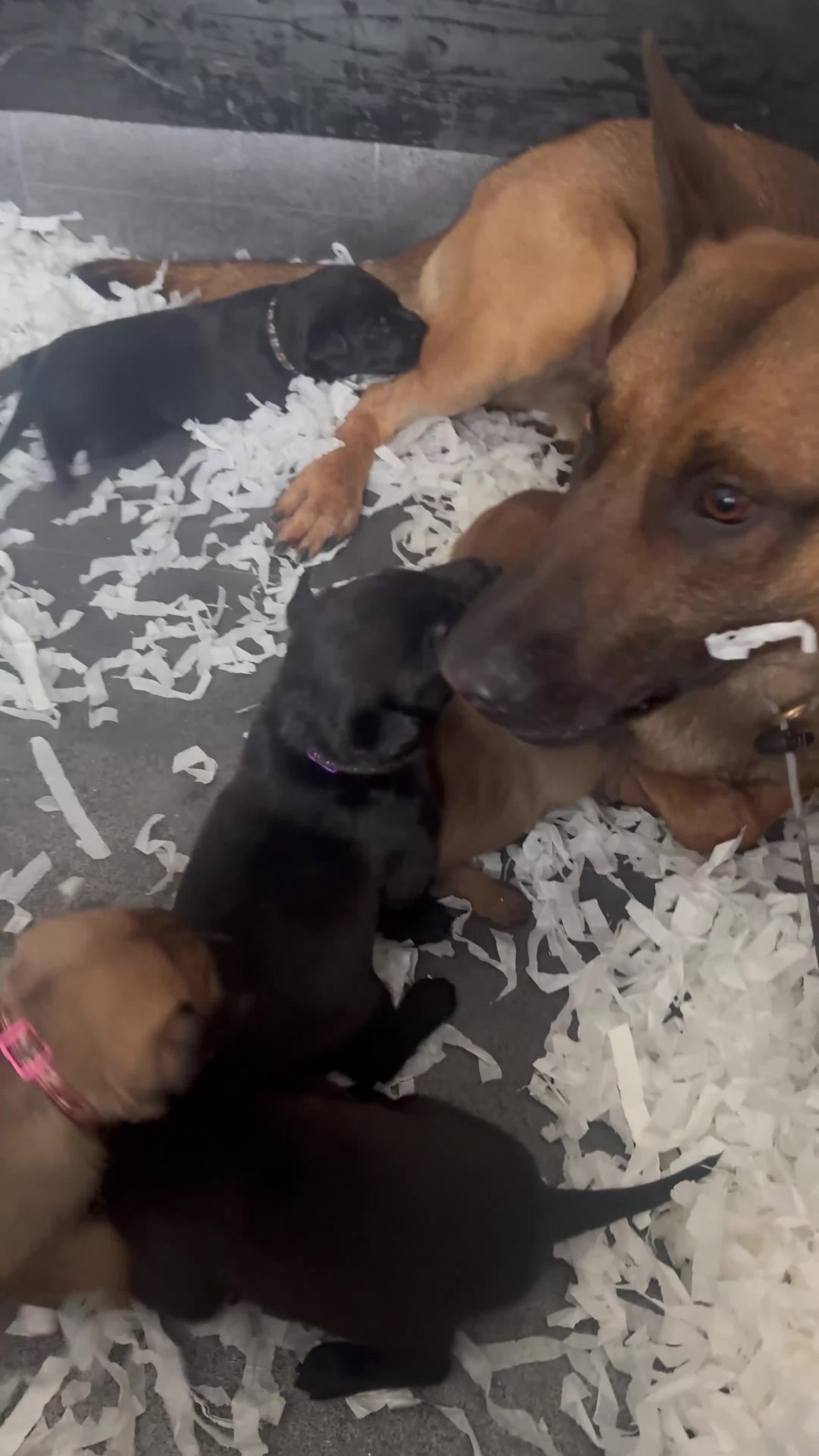 Belgian Shepherd Dog dogs for sale: Belgian Mallinois PUPS - Video 1