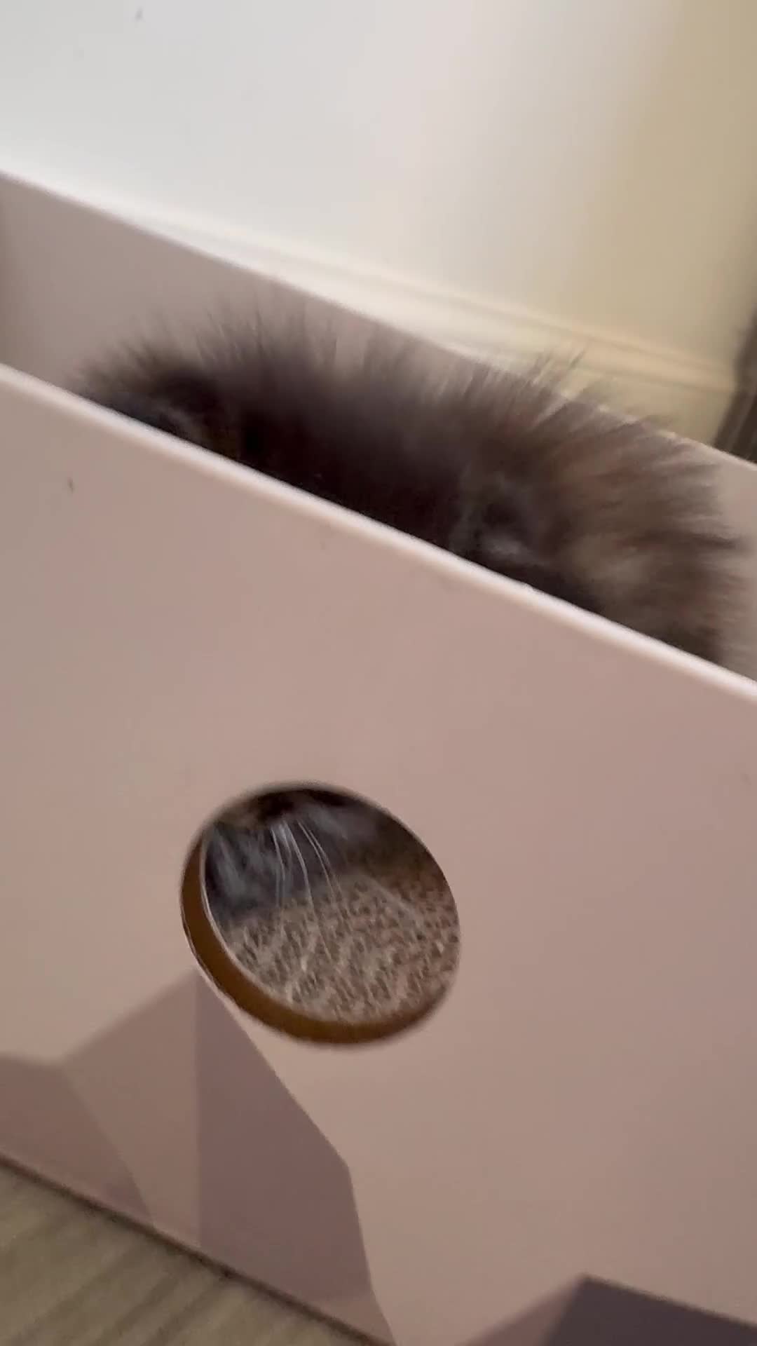 Mixed Breed cats for sale: Last long haired female remaining 🖤 - Video 1