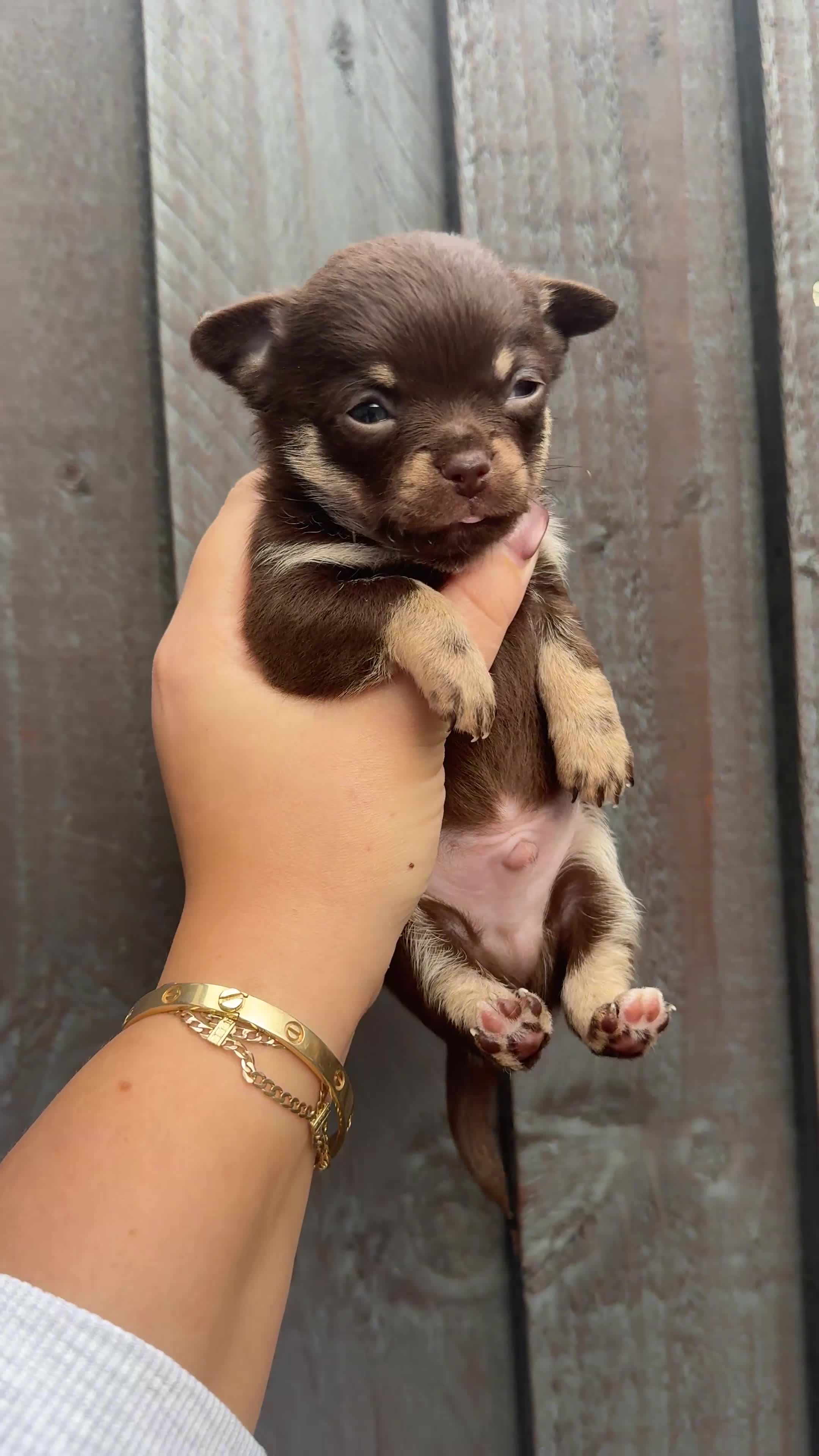 Chihuahua dogs for sale: READY 24th 🤎 Outstanding Chocolate Puppies 🧸🐻🤎 - Video 1