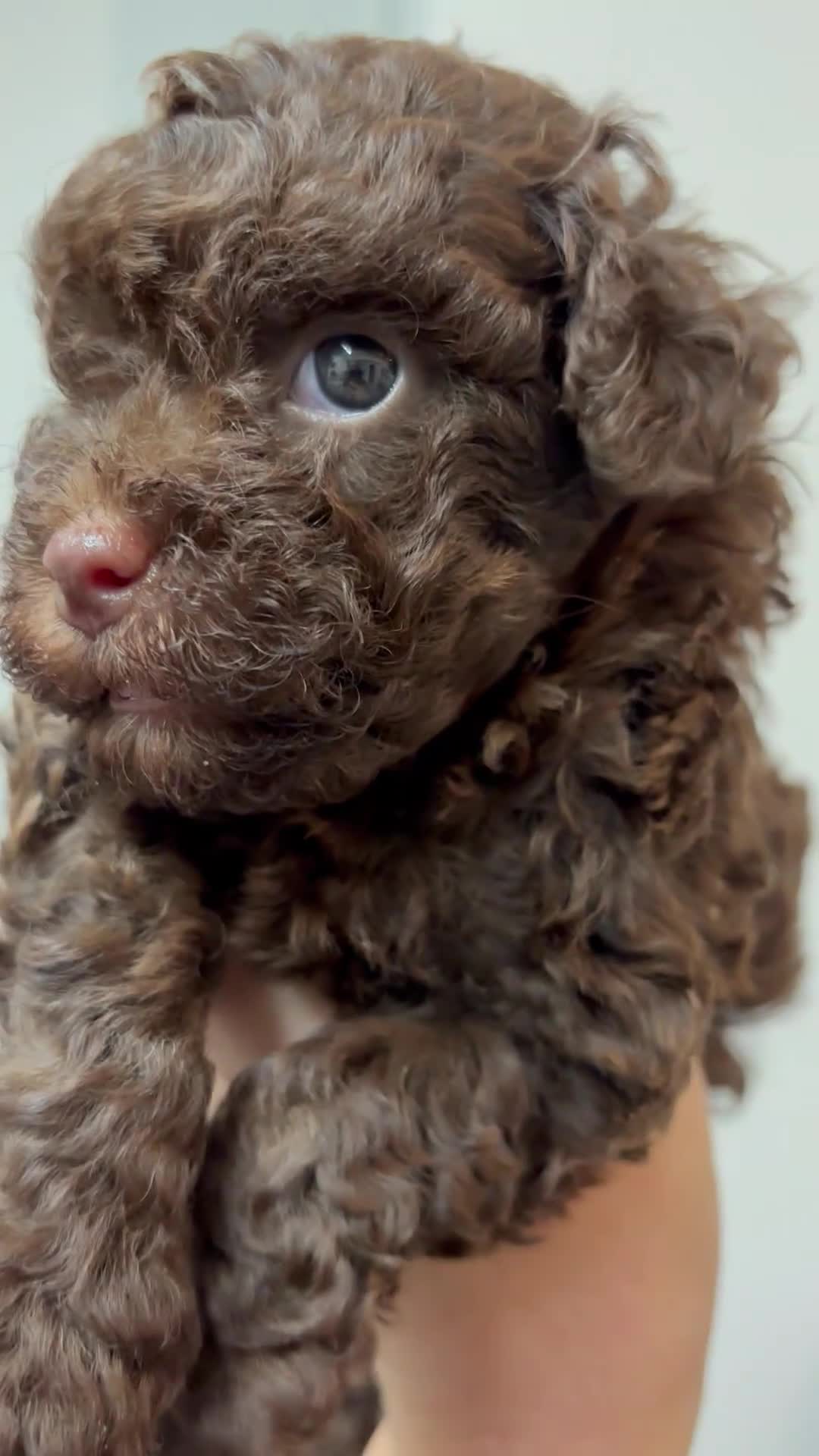 Yorkiepoo dogs for sale: Health Tested Chocolate Brown Yorkipoo  - Video 2