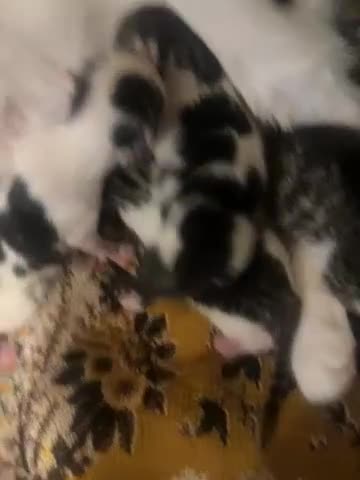 Mixed Breed cats for sale: Mixed beautifull kittens - Video 1