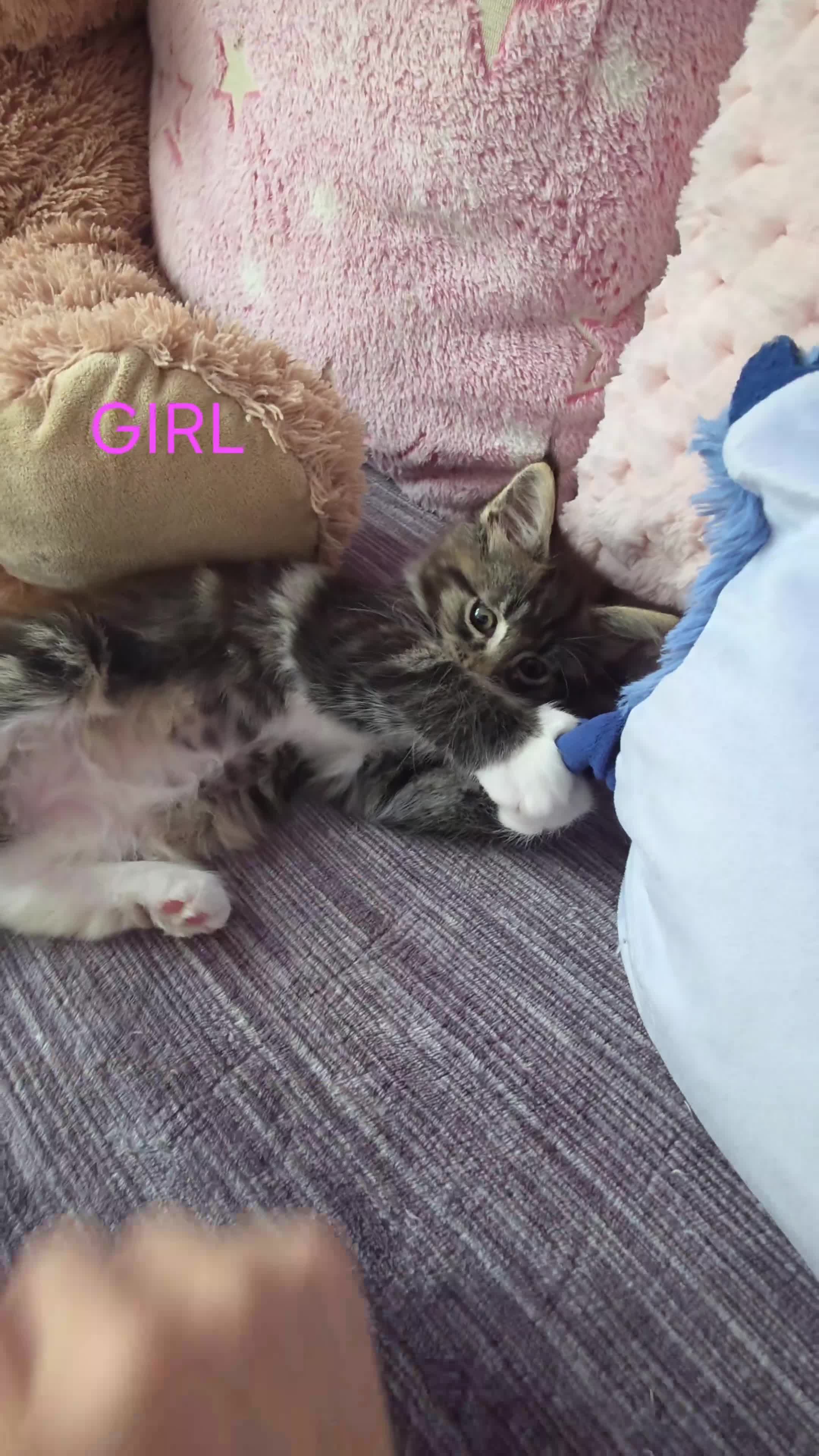 Maine Coon cats for sale: PURE BREED MAINE COONS KITTENS  - Video 2